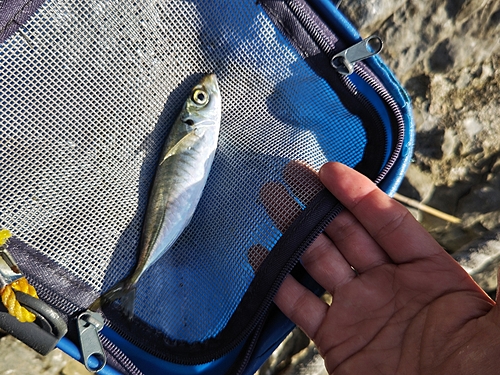 ムロアジの釣果