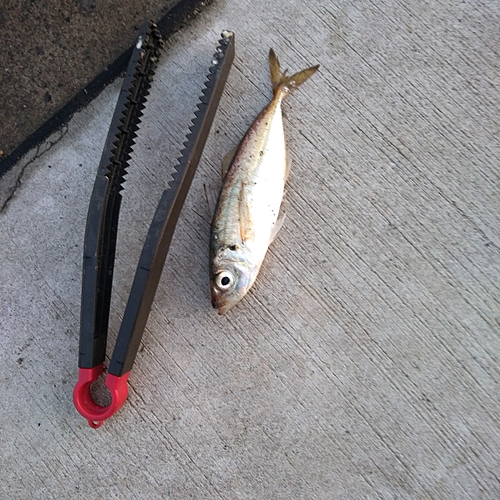 マアジの釣果