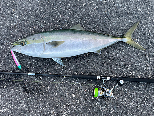 ワラサの釣果