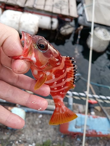 アカハタの釣果