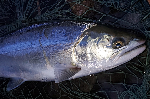 サクラマスの釣果