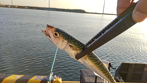 サバの釣果