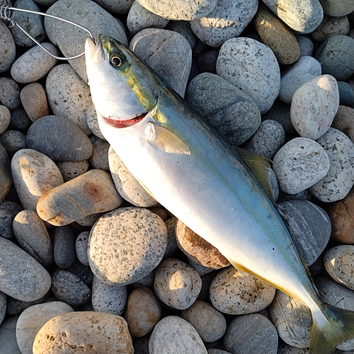 ツバイソの釣果