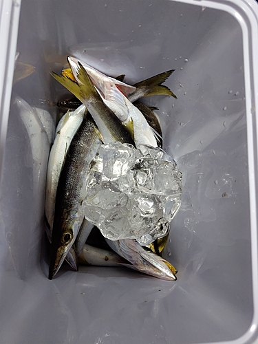 カマスの釣果