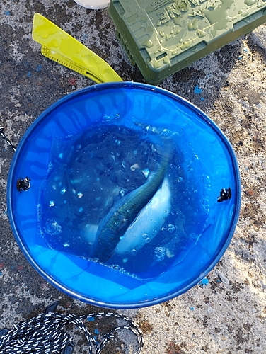 イワシの釣果