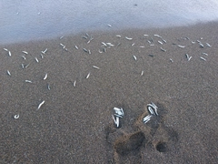 コノシロの釣果