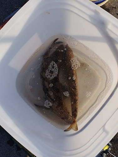 ホッケの釣果