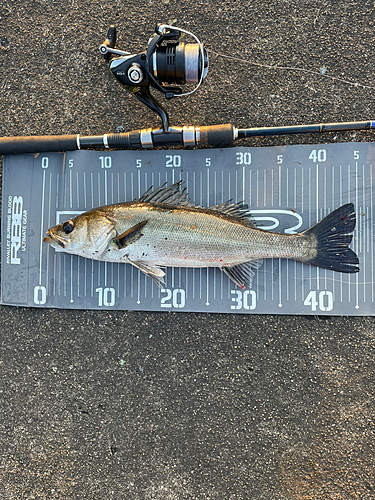 シーバスの釣果