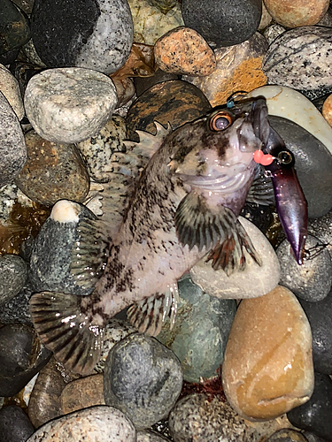 ムラソイの釣果