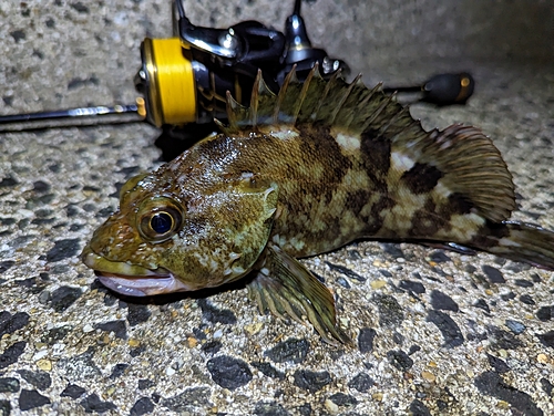 カサゴの釣果