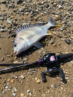 キビレの釣果