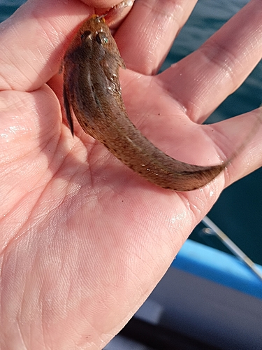 ネズミゴチの釣果