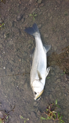 マダカ（マルスズキ）の釣果