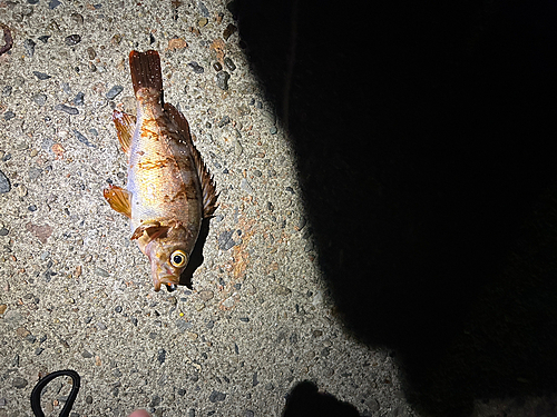 メバルの釣果