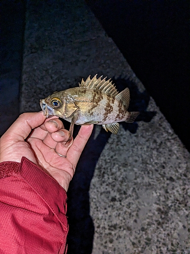 シロメバルの釣果