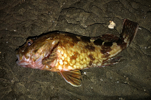 カサゴの釣果