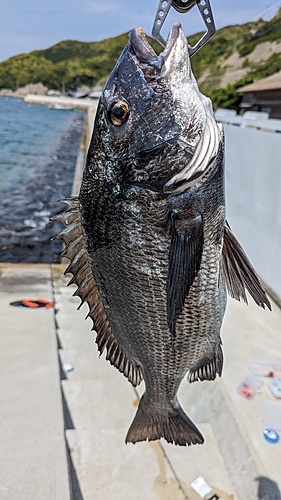 チヌの釣果