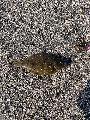 カレイの釣果