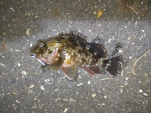 カサゴの釣果