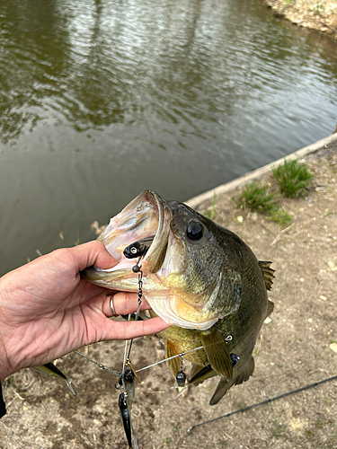 ラージマウスバスの釣果