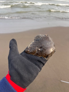 カワガレイの釣果