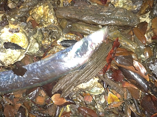 タチウオの釣果