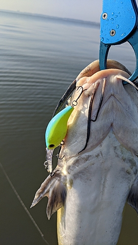 アメリカナマズの釣果