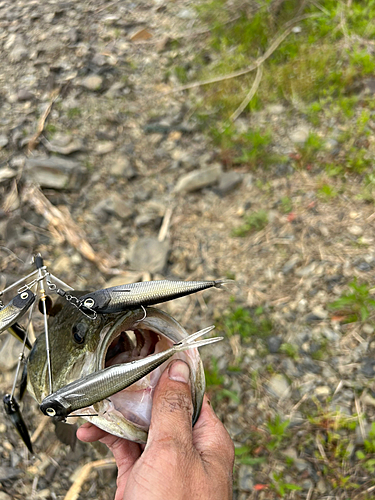 ラージマウスバスの釣果