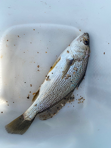 イシモチの釣果