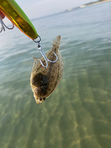 カレイの釣果