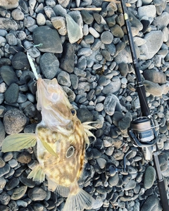 マトウダイの釣果