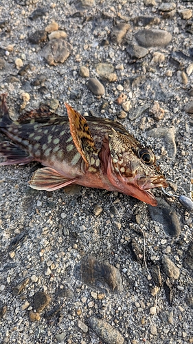 キスの釣果