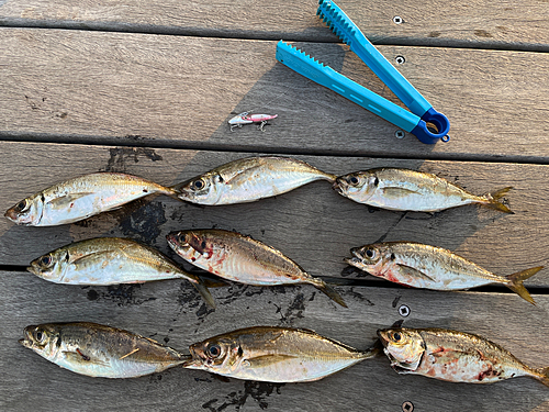 マアジの釣果