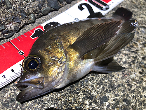 クロメバルの釣果