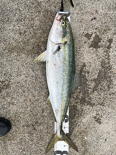 ブリの釣果