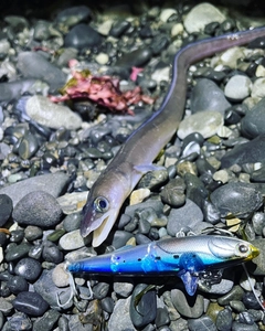 アナゴの釣果