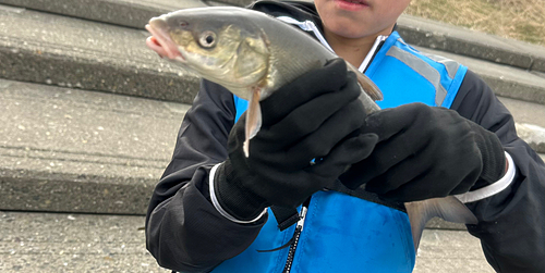 ウグイの釣果