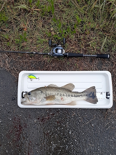 ブラックバスの釣果