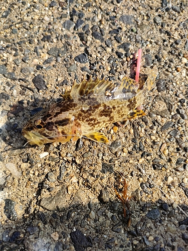 カサゴの釣果