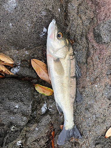 セイゴ（マルスズキ）の釣果