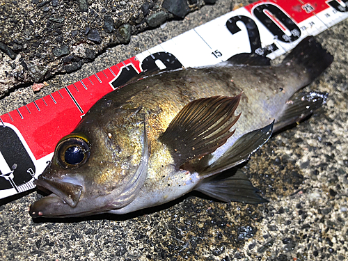 クロメバルの釣果