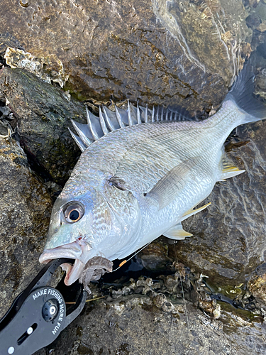 キビレの釣果