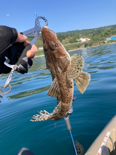 ワニゴチの釣果