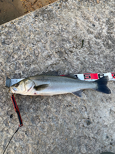 スズキの釣果