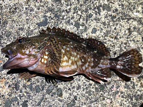 カサゴの釣果