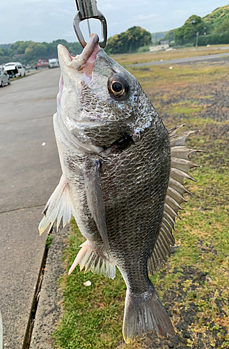 キビレの釣果