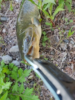 ナマズの釣果