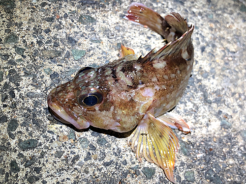 カサゴの釣果