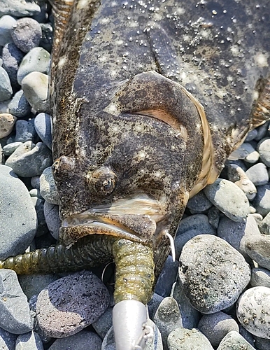 ソゲの釣果