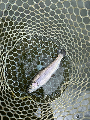 ニジマスの釣果